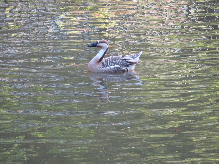 f:id:jerich:20180526010336j:plain