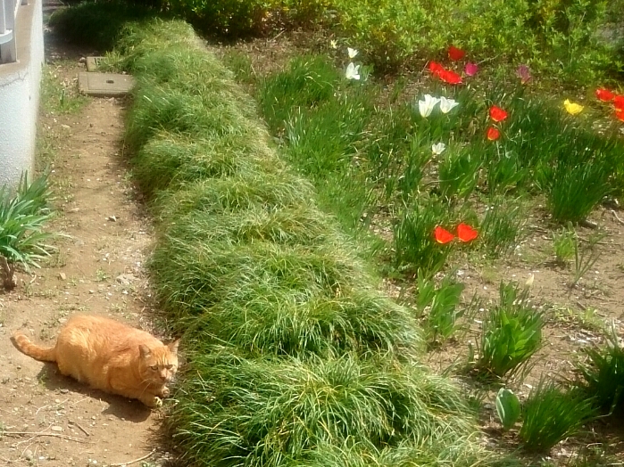 そろそろ本物の猫を