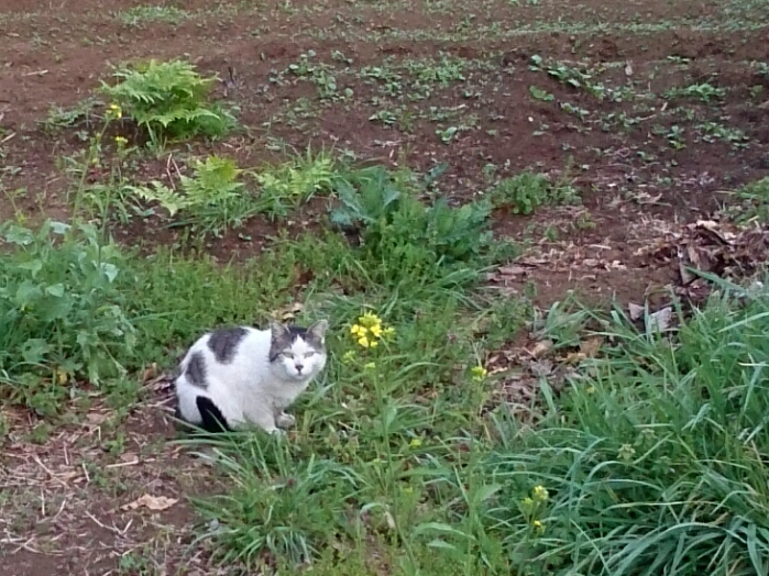 そろそろ本物の猫を