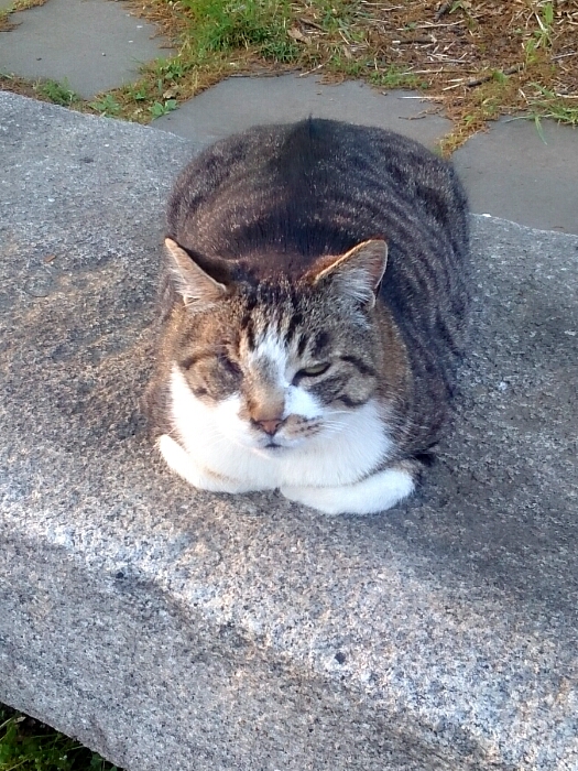 そろそろ本物の猫を