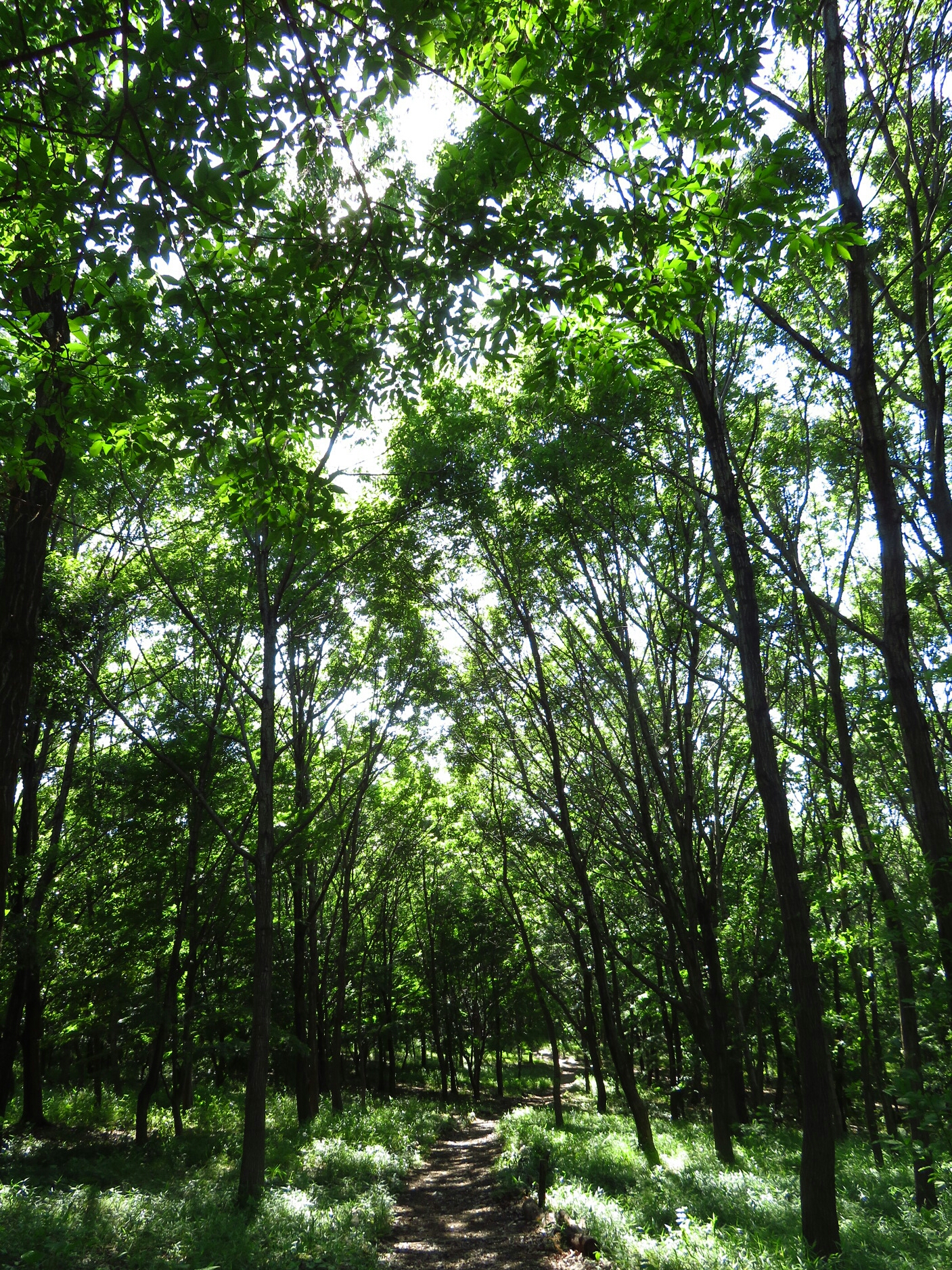 f:id:jerich:20180531235509j:image