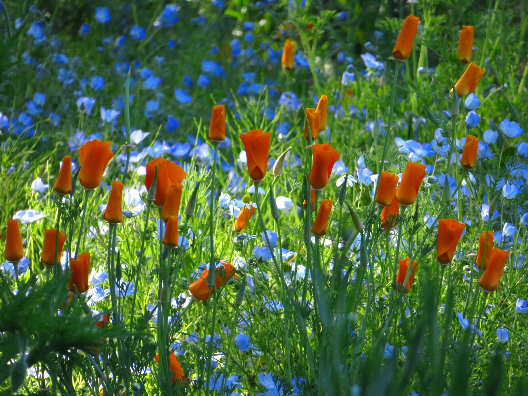 f:id:jerich:20180531235523j:image