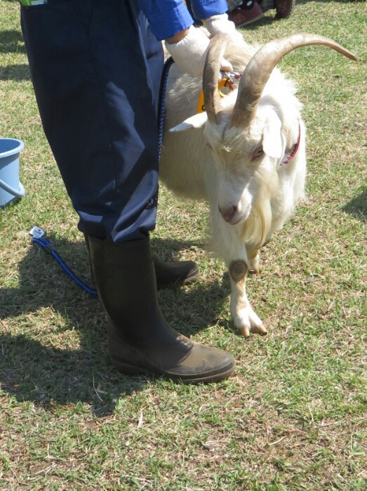 f:id:jerich:20180604001346j:plain