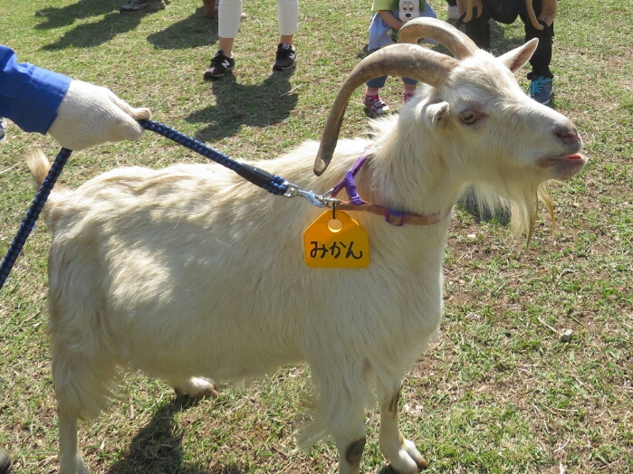 f:id:jerich:20180604001553j:plain