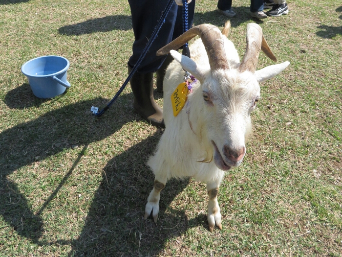 f:id:jerich:20180604001556j:plain