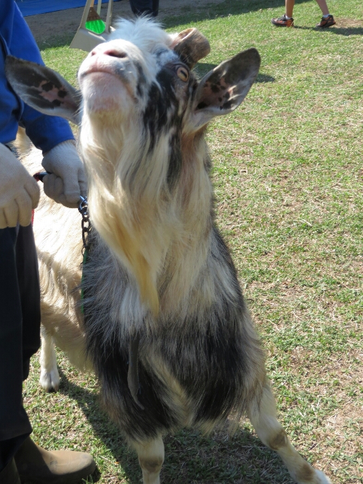 f:id:jerich:20180604012222j:plain