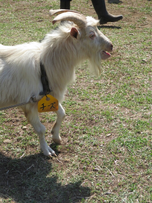 f:id:jerich:20180604013954j:plain