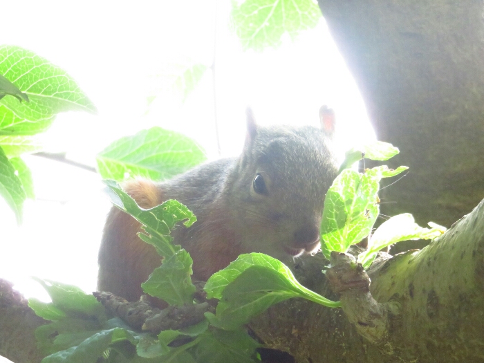 f:id:jerich:20180609015853j:plain