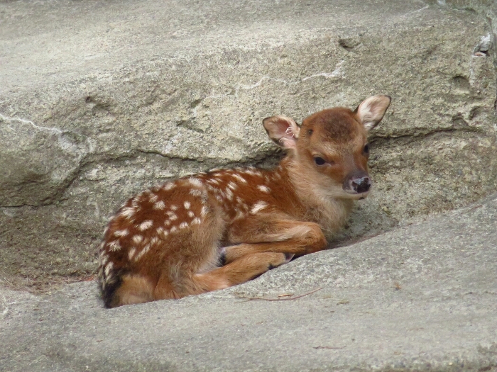 f:id:jerich:20180618234336j:plain f:id:jerich:20180618234336j:plain