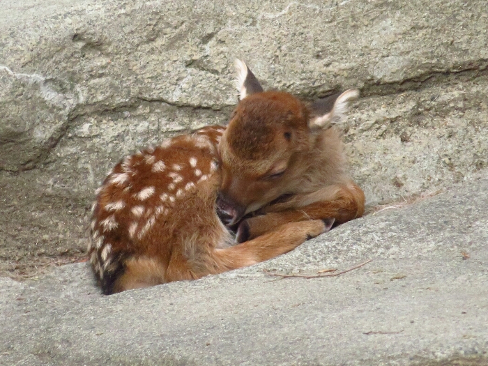 f:id:jerich:20180619000008j:plain f:id:jerich:20180619000008j:plain