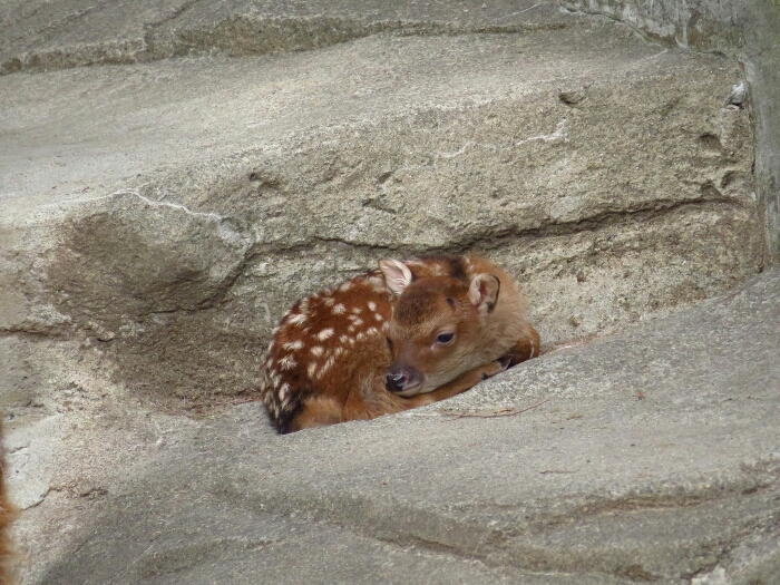 f:id:jerich:20180619000017j:plain f:id:jerich:20180619000017j:plain