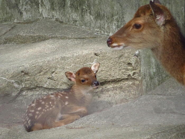 f:id:jerich:20180619000135j:plain f:id:jerich:20180619000135j:plain