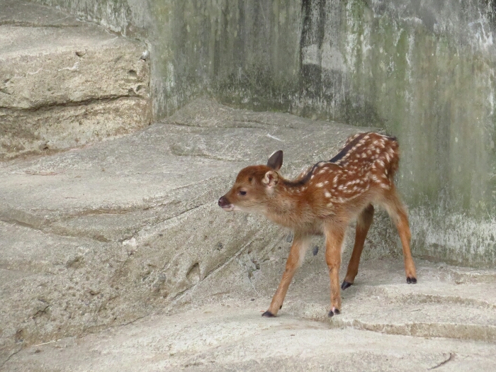 f:id:jerich:20180619000806j:plain f:id:jerich:20180619000806j:plain