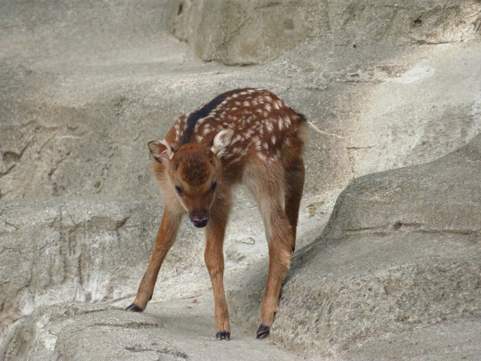 f:id:jerich:20180619000816j:plain f:id:jerich:20180619000816j:plain