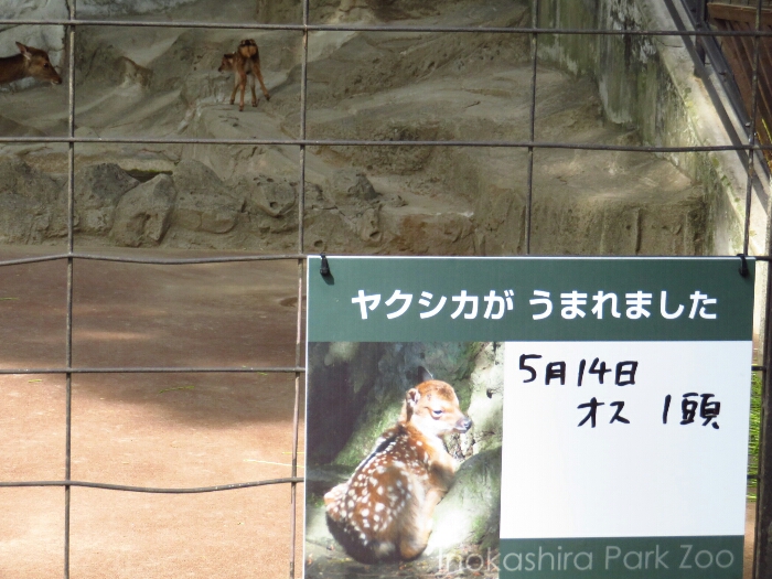 f:id:jerich:20180619000904j:plain f:id:jerich:20180619000904j:plain