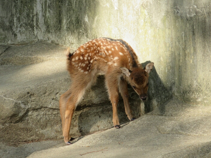 f:id:jerich:20180619001907j:plain f:id:jerich:20180619001907j:plain