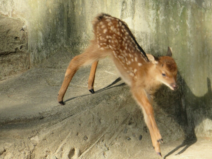 f:id:jerich:20180619002044j:plain f:id:jerich:20180619002044j:plain