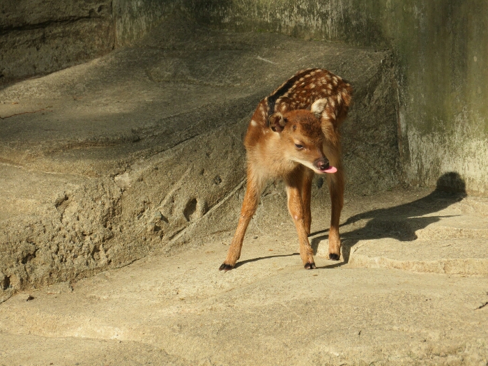 f:id:jerich:20180619002047j:plain f:id:jerich:20180619002047j:plain