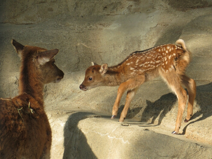 f:id:jerich:20180619003008j:plain f:id:jerich:20180619003008j:plain