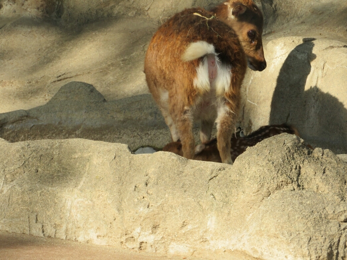 f:id:jerich:20180619004725j:plain f:id:jerich:20180619004725j:plain