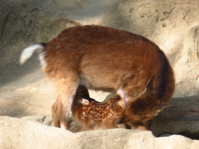 f:id:jerich:20180619004900j:plain f:id:jerich:20180619004900j:plain