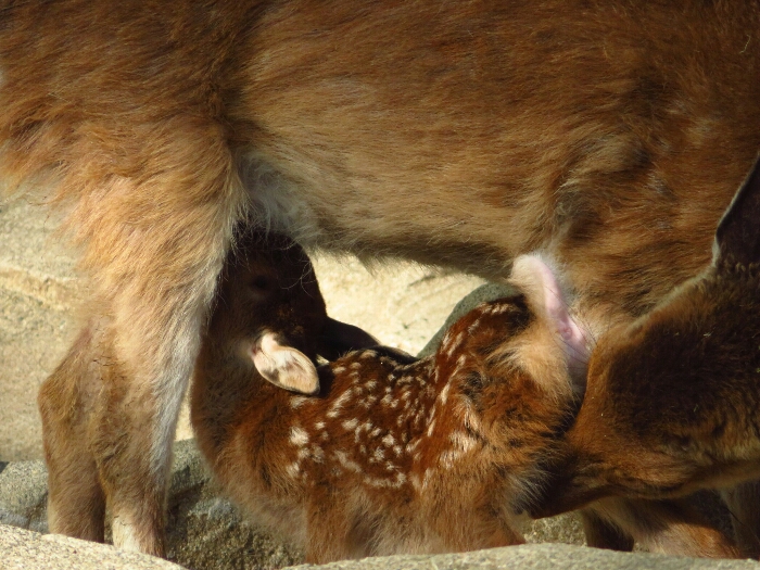 f:id:jerich:20180619004904j:plain f:id:jerich:20180619004904j:plain