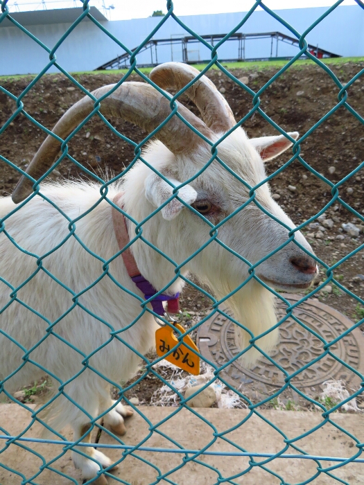 f:id:jerich:20180620231529j:plain