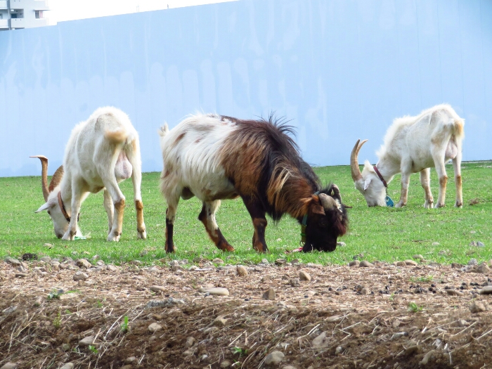 f:id:jerich:20180620233227j:plain