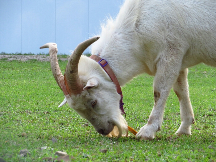 f:id:jerich:20180620235433j:plain