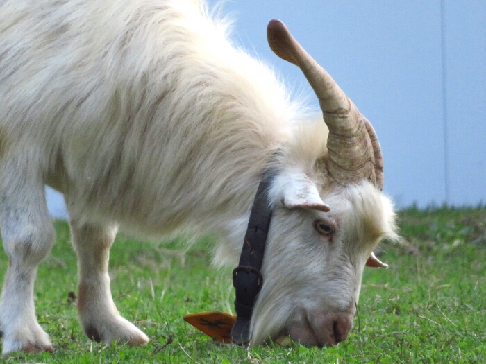 f:id:jerich:20180621002403j:plain