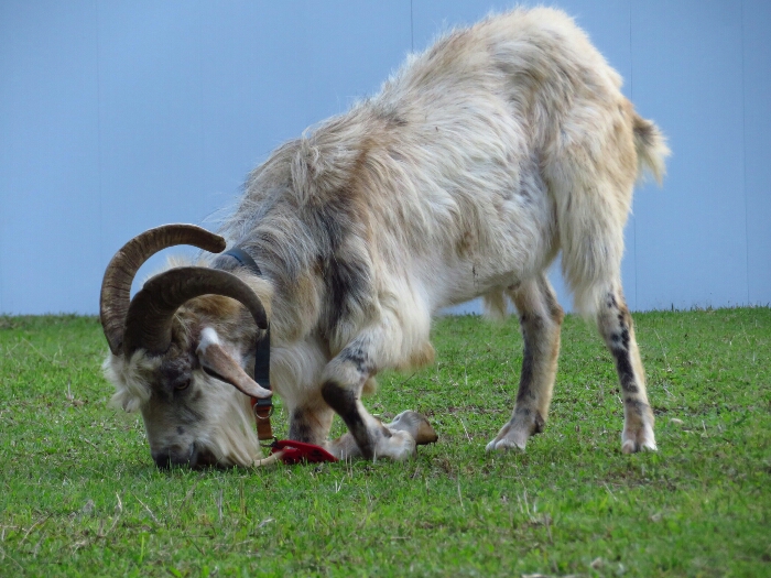 f:id:jerich:20180621002409j:plain