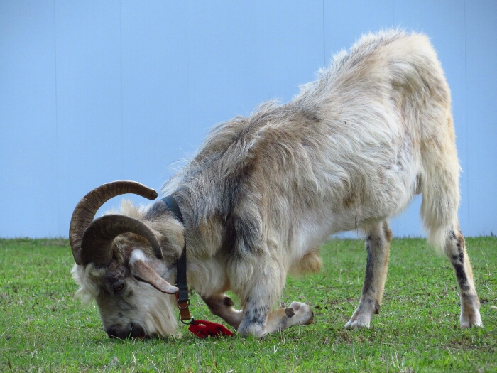 f:id:jerich:20180621002414j:plain