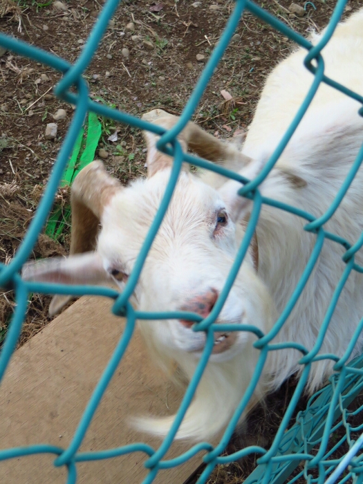 f:id:jerich:20180621003842j:plain