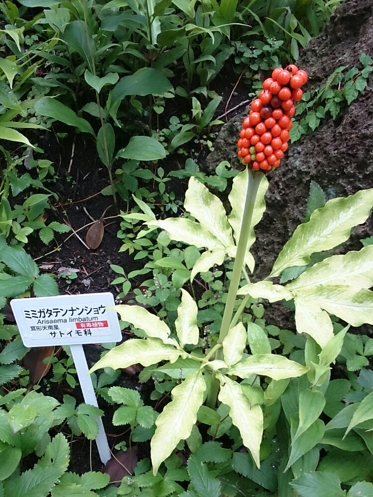 f:id:jerich:20180623004949j:plain