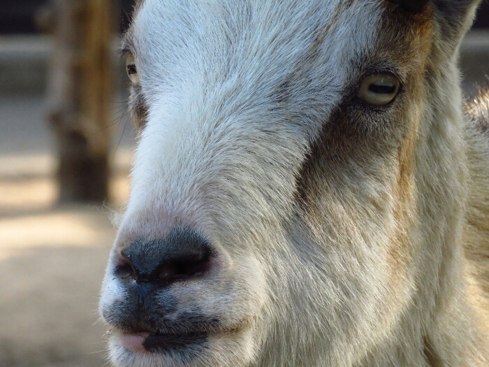 f:id:jerich:20180625235750j:plain