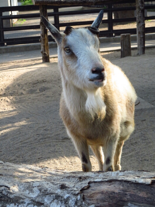 f:id:jerich:20180625235753j:plain