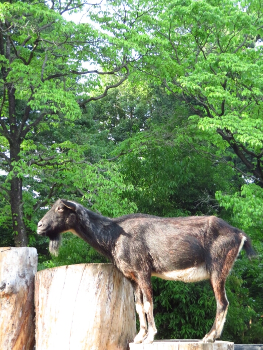 f:id:jerich:20180625235929j:plain