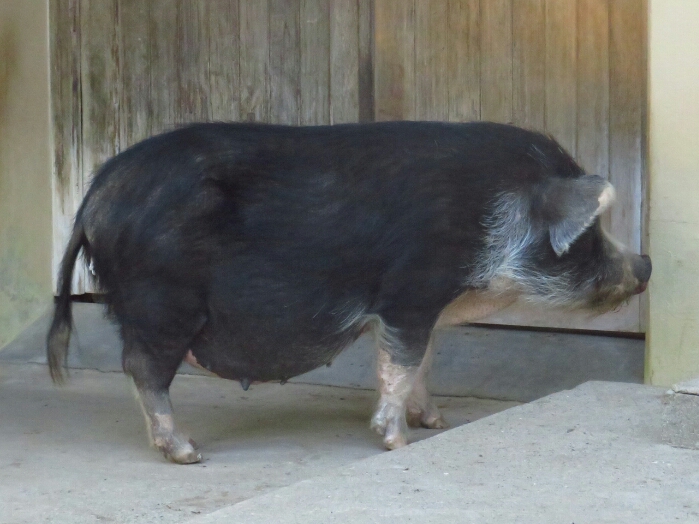 f:id:jerich:20180625235941j:plain