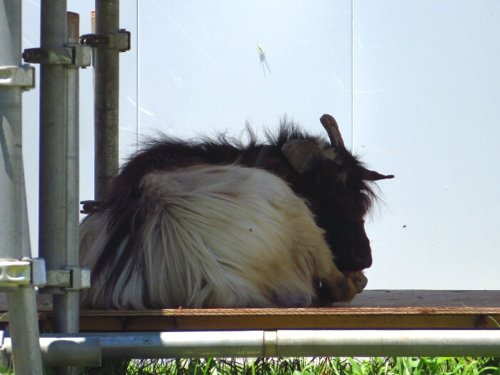 f:id:jerich:20180705000814j:plain