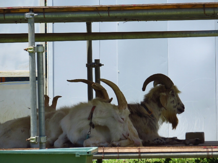 f:id:jerich:20180705000817j:plain