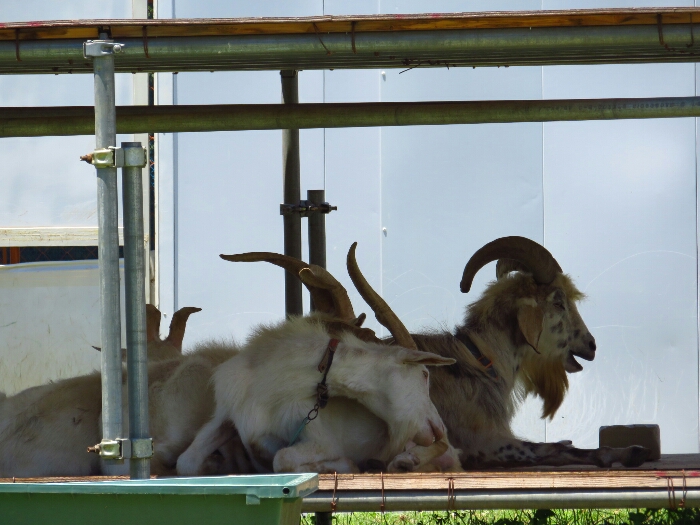 f:id:jerich:20180705000820j:plain