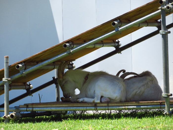 f:id:jerich:20180705000958j:plain