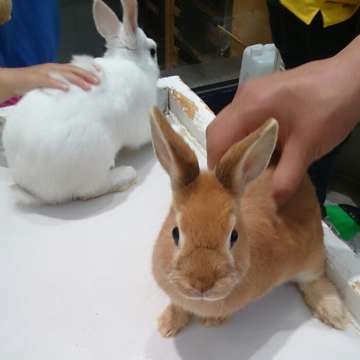 f:id:jerich:20180716000503j:plain