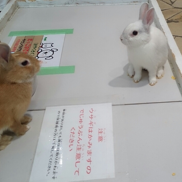 f:id:jerich:20180716000509j:plain