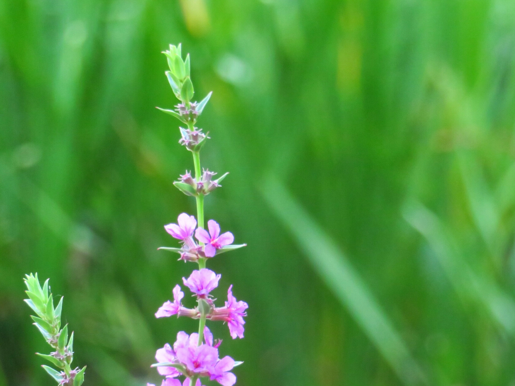 f:id:jerich:20180718231708j:image