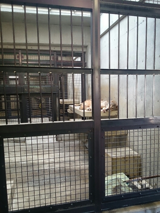 f:id:jerich:20180726032155j:plain