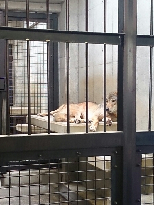 f:id:jerich:20180726032158j:plain