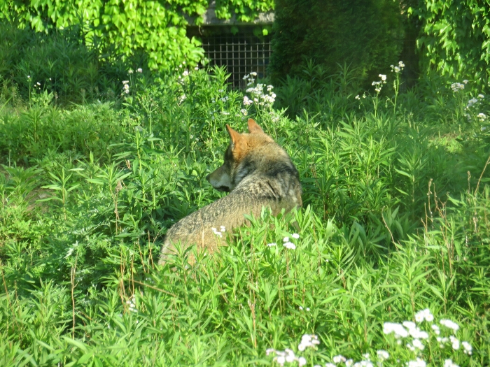 f:id:jerich:20180726034024j:plain