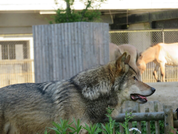 f:id:jerich:20180726034030j:plain