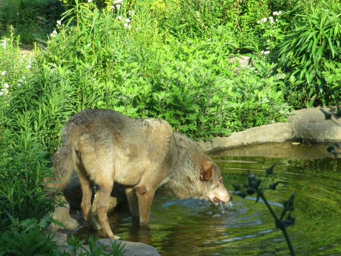 f:id:jerich:20180726034700j:plain